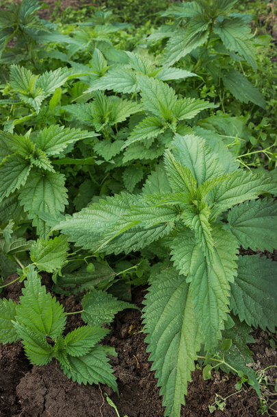 Young green shoots of nettles on the field - Photo, image