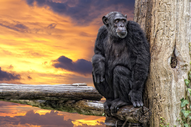Singe chimpanzé singe sur fond de coucher de soleil
 - Photo, image