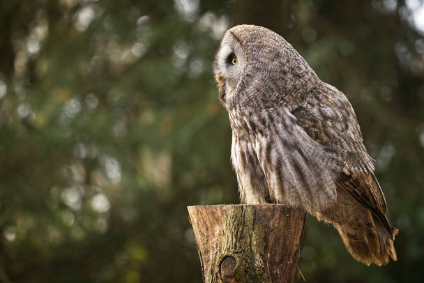 Close up of a Great Grey Owl perched on a tree stump - profile view - Photo, Image