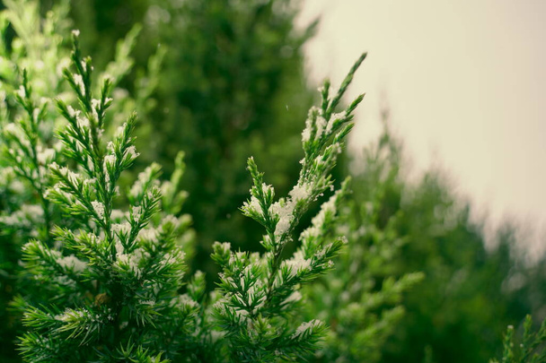 White snow on green coniferous branches of juniper on a winter day - Foto, afbeelding