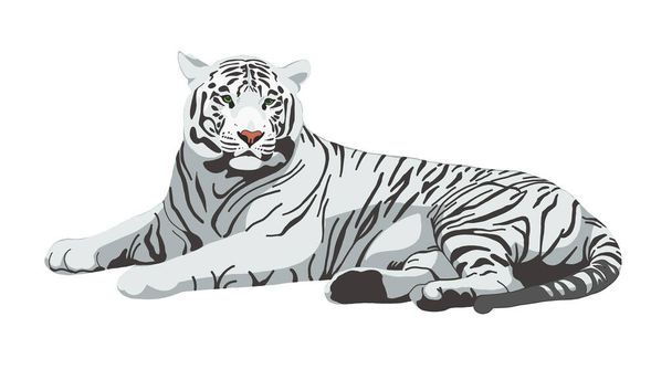 Тигр нарисовал вручную иллюстрацию. Белый тигр изолирован на белом. Символ китайского Нового года. Большая дикая кошка, кошачье животное, хищник. Бенгальский сибирский тигр. Африканская, Саванна - Вектор,изображение