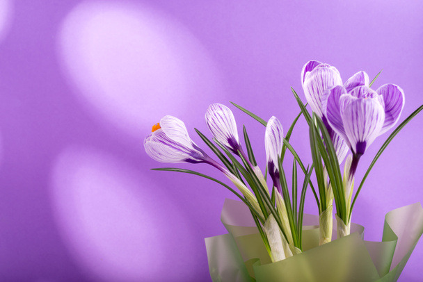 Spring bouquet of crocuses and mimosa flowers against trend Very Peri color background. - Foto, Bild