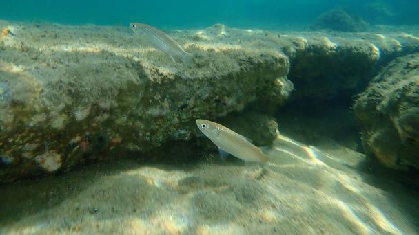 Flathead Graubarbe (Mugil cephalus) Unterwasser, Ägäis, Griechenland, Chalkidiki - Foto, Bild