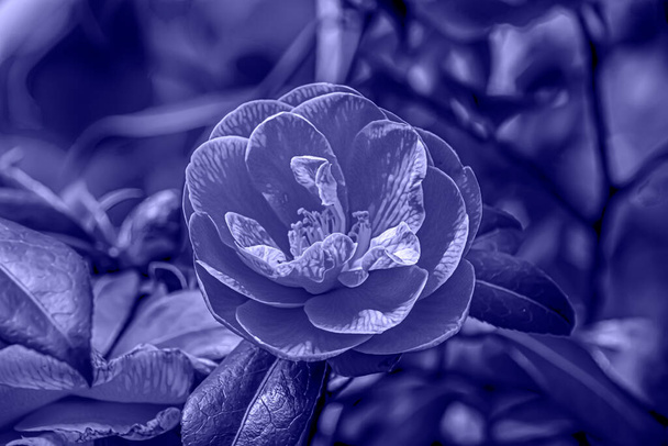 Kukkia trendikäs violetti väri 2022 - Valokuva, kuva