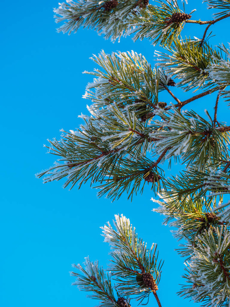 Nadelbäume im Winter mit Schneekristallen - Foto, Bild