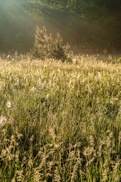 A scenery of a field of plants spreading warmth and joy. Beautiful plant growing in a green field. - Fotó, kép