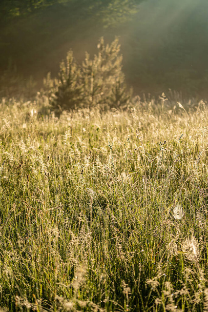 A scenery of a field of plants spreading warmth and joy. Beautiful plant growing in a green field. - Fotó, kép