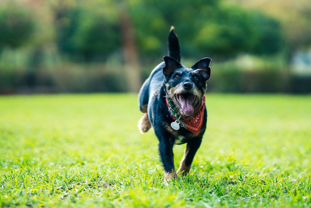 Dog running with the tongue out on a green park - Fotografie, Obrázek