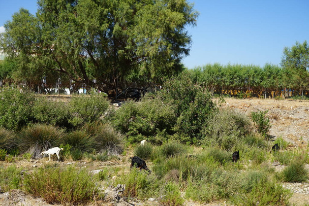 Dzikie kozły górskie zeszły z gór do wodopoju. Kolympia, Rodos, Grecja    - Zdjęcie, obraz