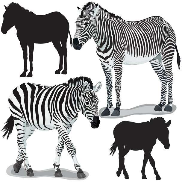 Zebras - Vetor, Imagem