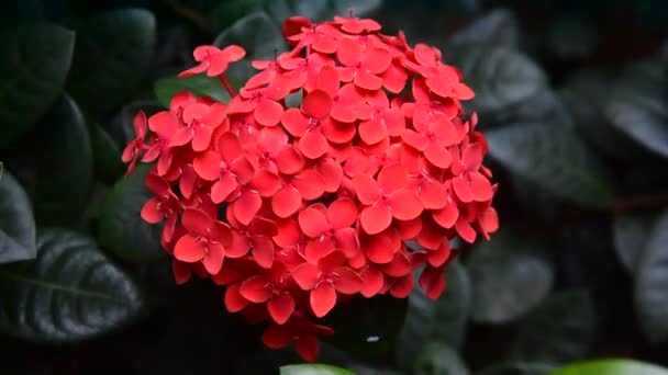 hermosa flor roja y rosa en el jardín balanceándose ligeramente - Imágenes, Vídeo