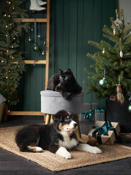 puppy and black cat by Christmas tree. Australian Shepherd, pets In holiday Decorations - Zdjęcie, obraz