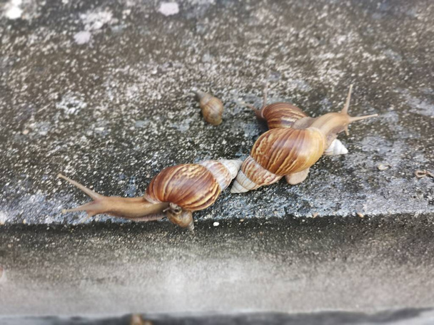 Achatina fulica snail crawling around the drainage wall. - Photo, Image