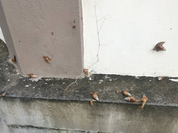 Achatina fulica slak kruipen rond de drainage muur. - Foto, afbeelding