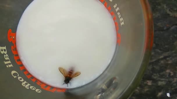 Wasp fell into a glass of milk - Felvétel, videó