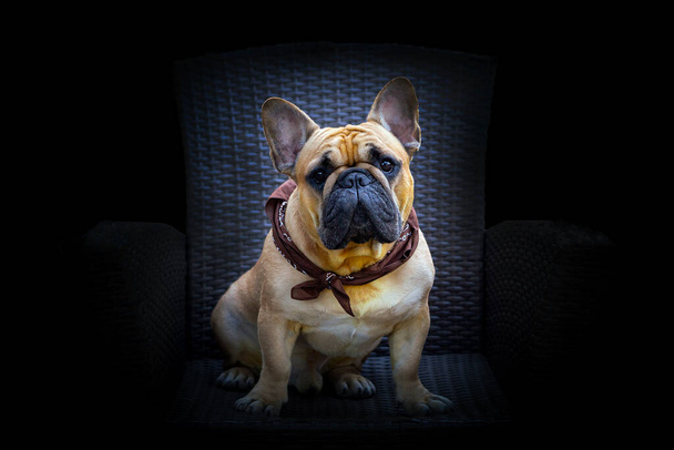 Portrait of a funny French bulldog puppy - Фото, изображение