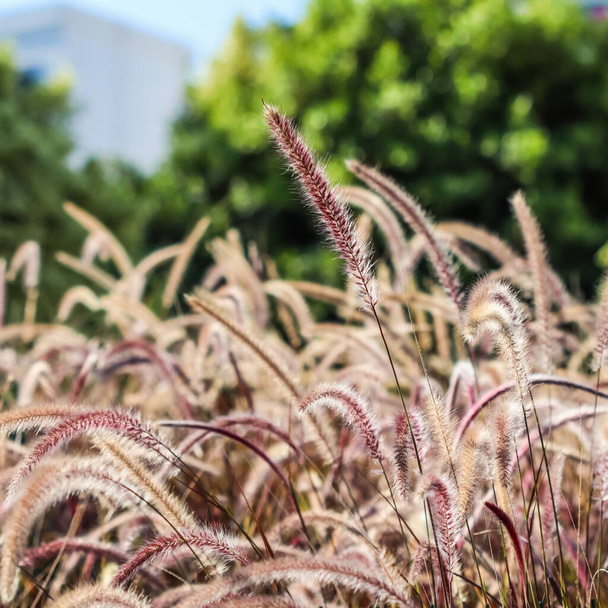 Decorativo Purple Fountain Grass. Pennisetum Setaceum Rubrum. Fondo natural - Foto, Imagen