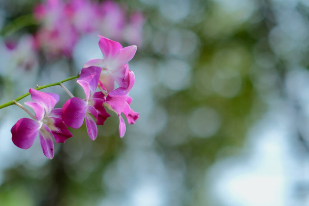 Красота розовых тайских орхидей, цветущих в саду - Фото, изображение
