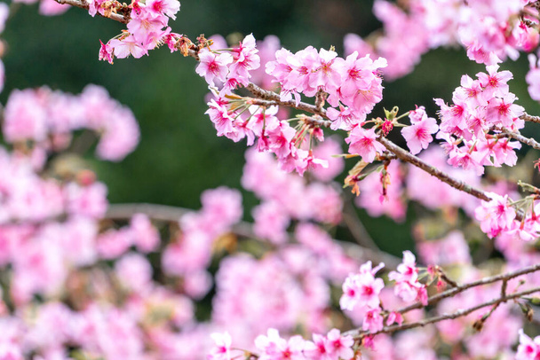 Beautiful cherry blossoms sakura tree bloom in spring in the park, copy space, close up. - Fotó, kép