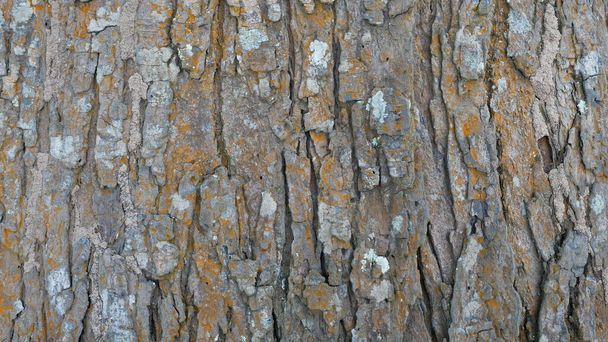 Bark from brown trees, rough surfaces, aging trunks. For making backgrounds or design designs. - Foto, immagini