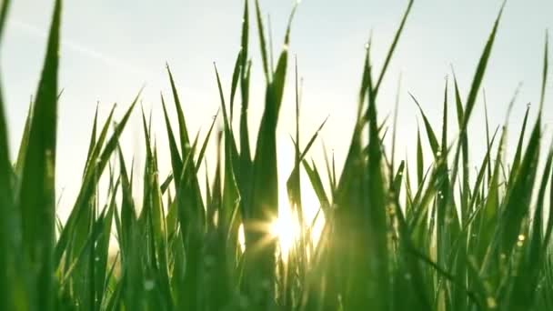 Heldere rijzende zon schijnt door lang groen gras in de ochtend - Video