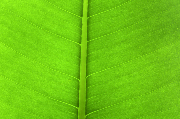 Leaf background - Φωτογραφία, εικόνα