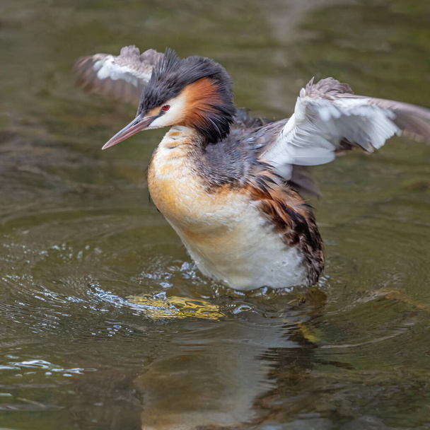A Great Crested Grebe (Podiceps cristatus) flapping its wings at Herdsman Lake in Perth, Western Australia. - Photo, Image