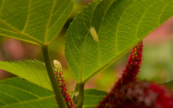 Chenille (Acalypha hispida) flower and leaves, selected focus - Photo, Image