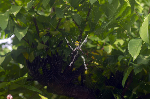 De spin op zijn net, geselecteerde focus - Foto, afbeelding