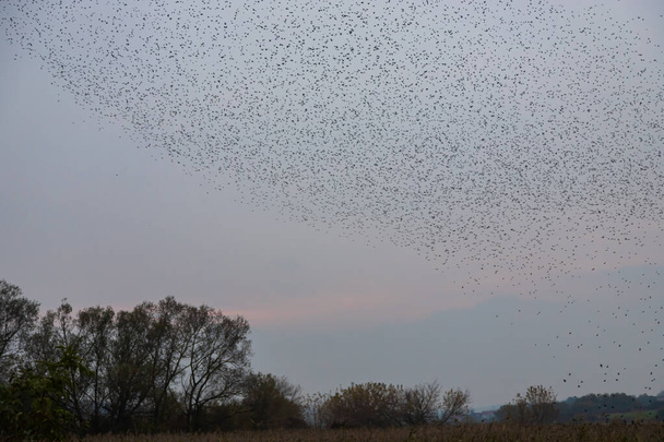 Beautiful large flock of starlings. During January and February, hundreds of thousands of starlings gathered in huge clouds. Starling murmurations. - Foto, Imagen