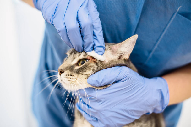 A veterinarian doctor is cleaning the skin of a grey cat - Foto, Imagem