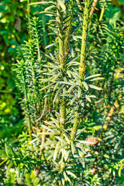 A close-up shot of a green coniferous shrub called Fastigiata in the garden - Фото, изображение