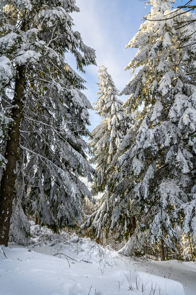 Zimna zima w górskim lesie z pokrytymi śniegiem jodłami. Wspaniała scena plenerowa góry Stara Planina w Bułgarii. Piękno koncepcji przyrody krajobraz tła - Zdjęcie, obraz
