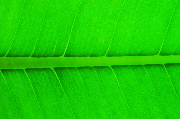 Structure of leaf - Fotografie, Obrázek