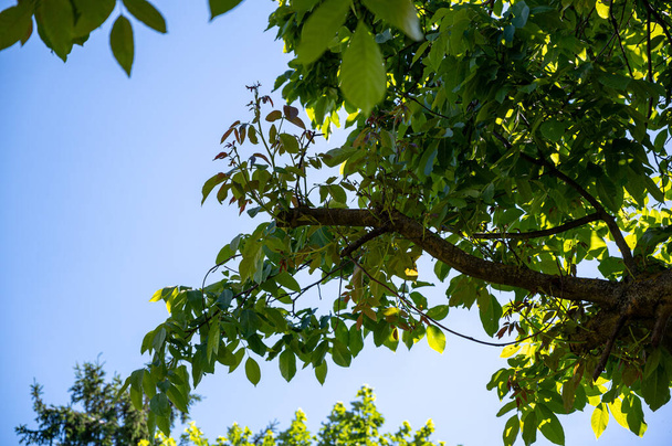Growing tree branches with green leaves against the blue sky - Fotoğraf, Görsel