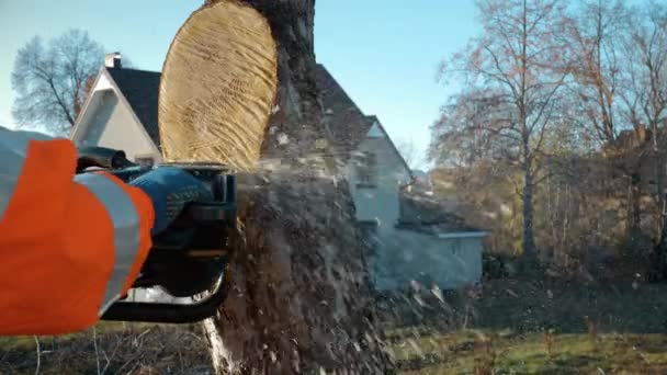 Sawing trees with a chainsaw at height - Footage, Video