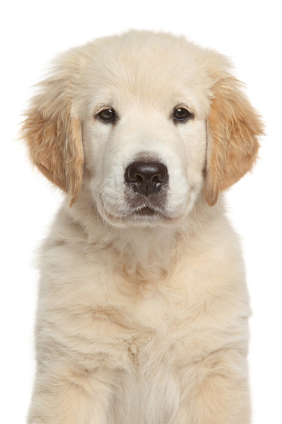 Golden Retriever puppy - Foto, immagini
