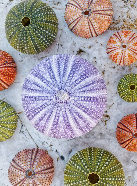 Beyaz taş üzerinde renkli deniz kestanesi kabuğu koleksiyonu, filtrelenmiş resim - Fotoğraf, Görsel