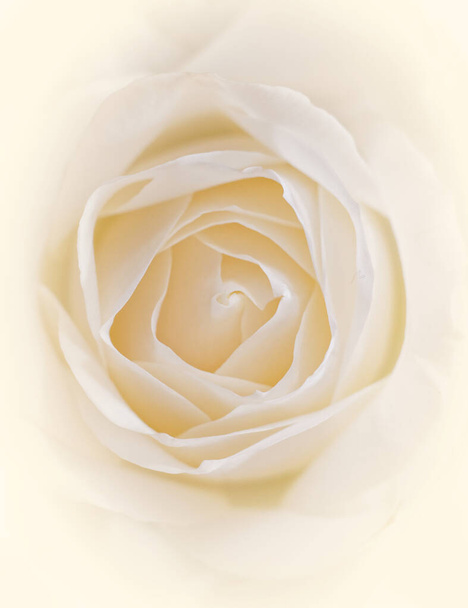 бледно-белый цветок розы крупным планом, мягкий и воздушный романтический фон - Фото, изображение