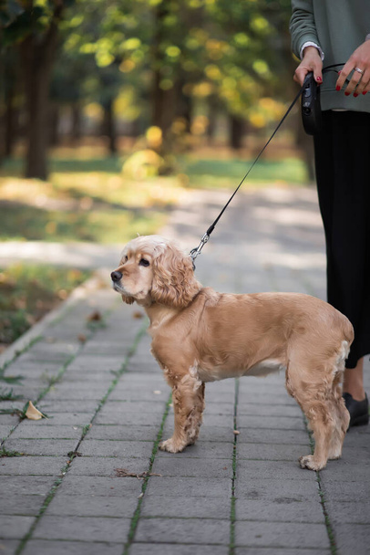 a brown cocker spaniel on a leash stands on a gray paving slab against the background of his mistress, dressed in black pants and black shoes and a gray sweater - Zdjęcie, obraz