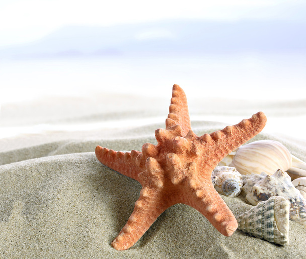Starfish on the Beach - Foto, Imagen