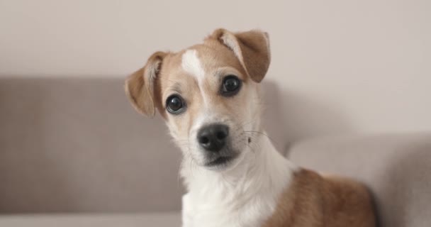 4K Cute puppy dog. Portrait. Lying. Tilting head - Footage, Video