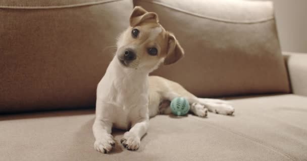 4K Cute puppy dog. Portrait. Lying. Tilting head - Filmmaterial, Video