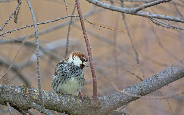 Spanish sparrow (Passer hispaniolensis), Greece - Photo, Image