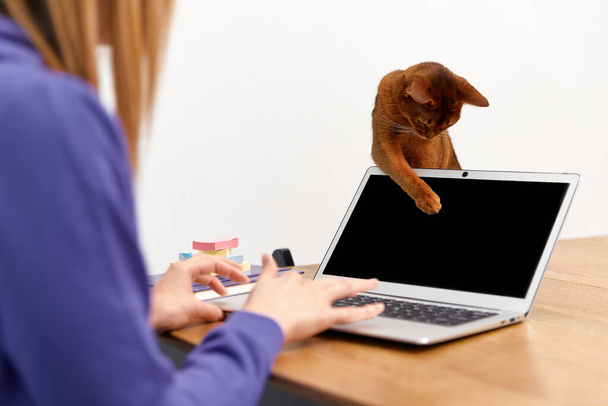 Mujer adulta joven con capucha violeta con gato abisinio usando laptop. Trabajo desde el concepto del hogar - Foto, imagen