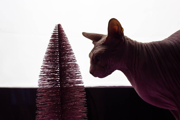 Лысый канадский кот Сфинкс выглядит контрастирующим с рождественской ёлкой. Зимний отдых, праздничная концепция. Декор к Новому 2022 году. Необычное кошачье животное, домашнее животное. Темное и светлое фото. - Фото, изображение