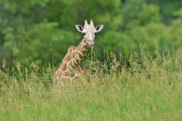 Close-up of a reticulated giraffe grazing on grasse - Photo, Image