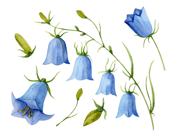Watercolor Blue Bell Flower - Zdjęcie, obraz