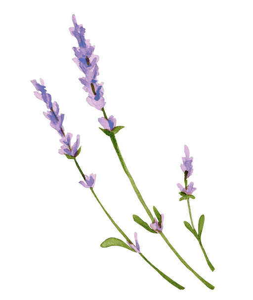 Watercolor flower lavender - Foto, Imagem