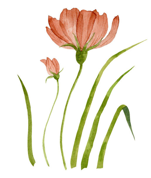 Watercolor Red Flower with green Grass - Zdjęcie, obraz